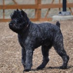 法兰德斯畜牧犬-缩略图-9