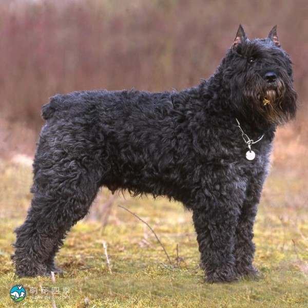 法兰德斯畜牧犬-10