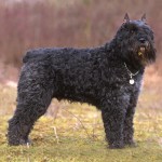 法兰德斯畜牧犬-缩略图-10