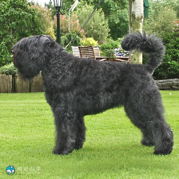 法兰德斯畜牧犬-11