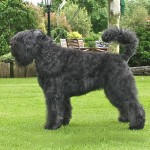 法兰德斯畜牧犬-缩略图-11