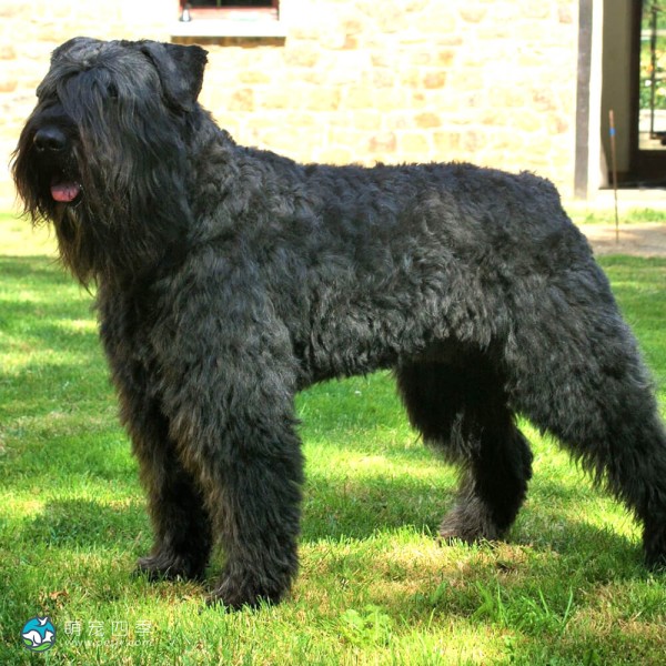 法兰德斯畜牧犬-12