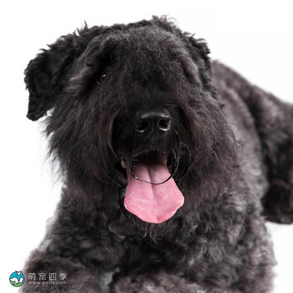 法兰德斯畜牧犬-13