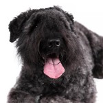 法兰德斯畜牧犬-缩略图-13