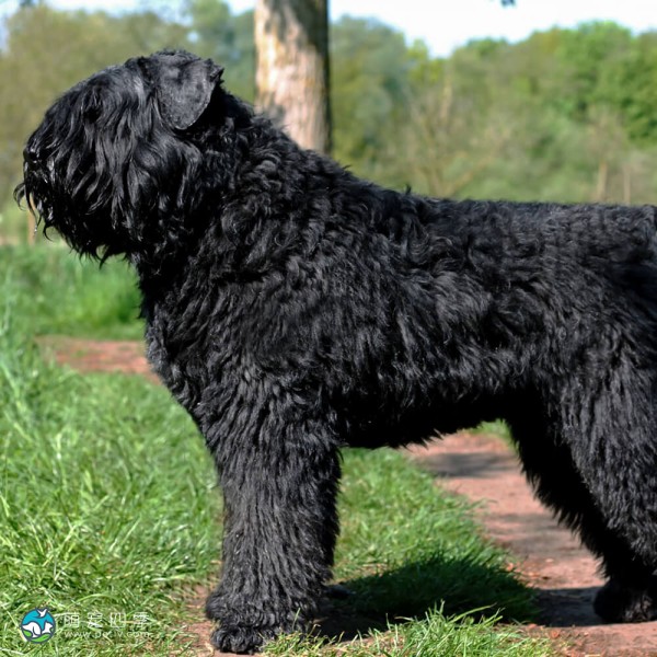 法兰德斯畜牧犬-14
