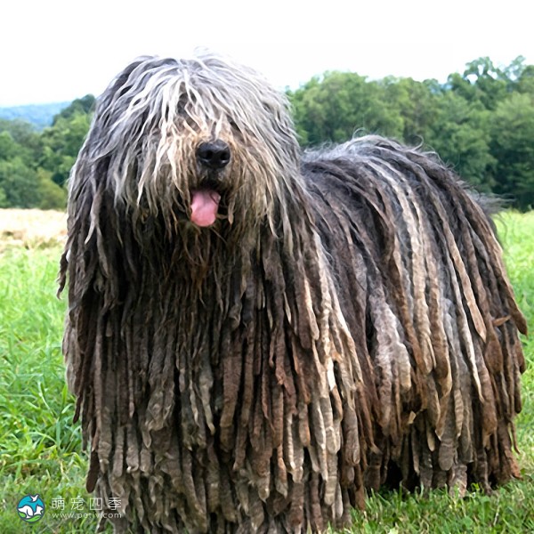 贝加马斯卡犬-1