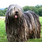 贝加马斯卡犬-缩略图-1