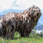 贝加马斯卡犬-缩略图-2