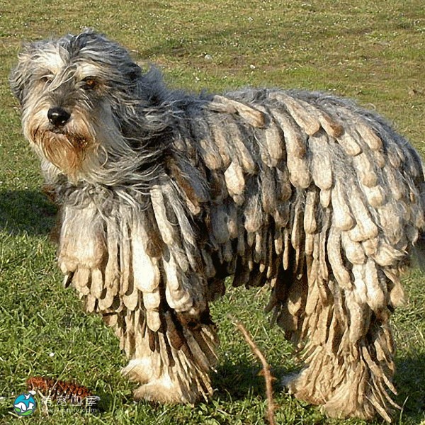 贝加马斯卡犬-3