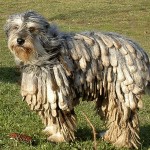 贝加马斯卡犬-缩略图-3