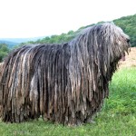 贝加马斯卡犬-缩略图-4