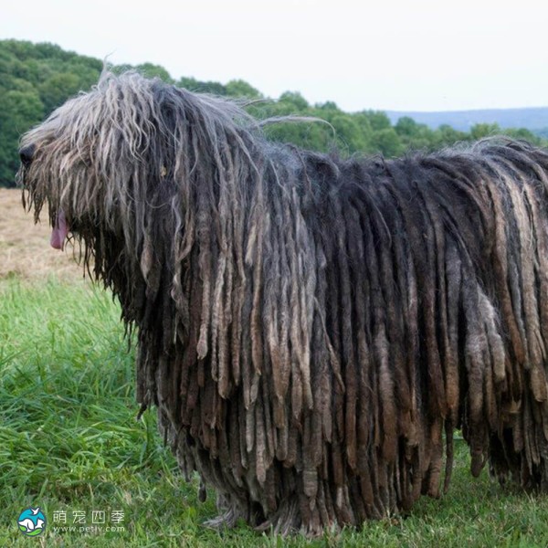 贝加马斯卡犬-5