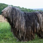 贝加马斯卡犬-缩略图-5