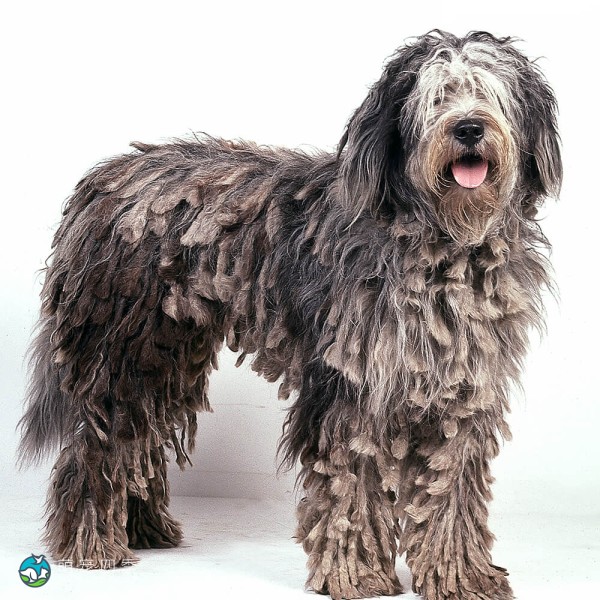 贝加马斯卡犬-6