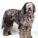 贝加马斯卡犬-缩略图-6