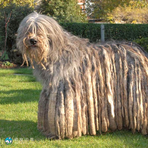 贝加马斯卡犬-7