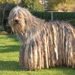 贝加马斯卡犬-缩略图-7