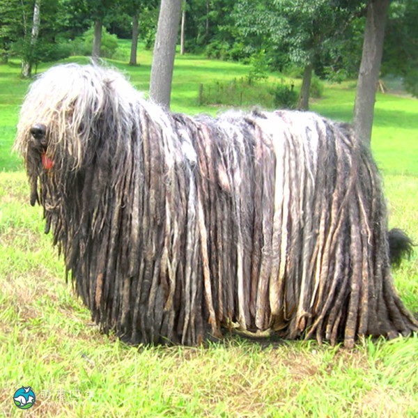 贝加马斯卡犬-8