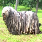 贝加马斯卡犬-缩略图-8