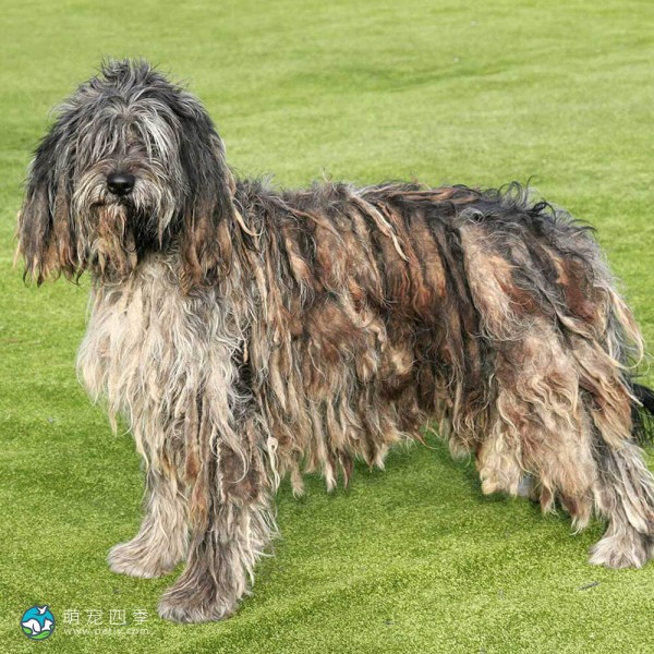 贝加马斯卡犬-9