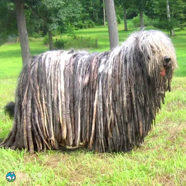 贝加马斯卡犬-10