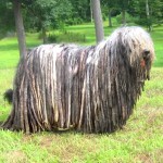 贝加马斯卡犬-缩略图-10