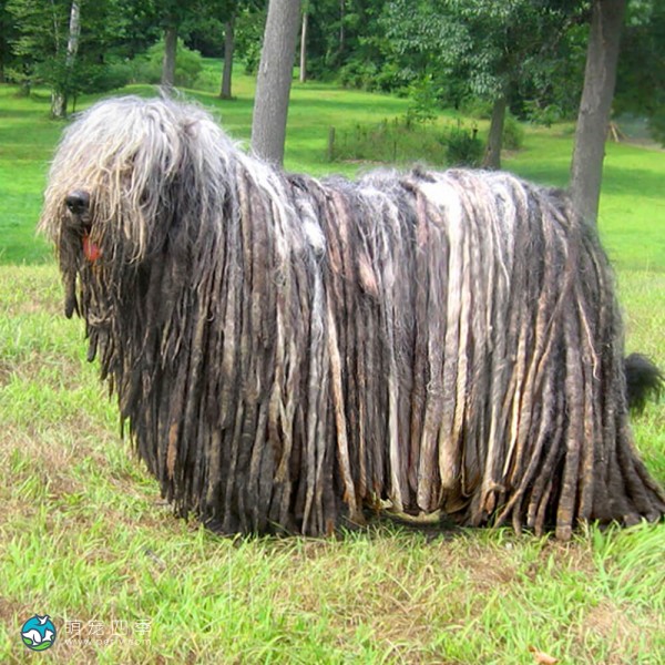 贝加马斯卡犬-11