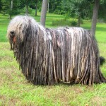 贝加马斯卡犬-缩略图-11