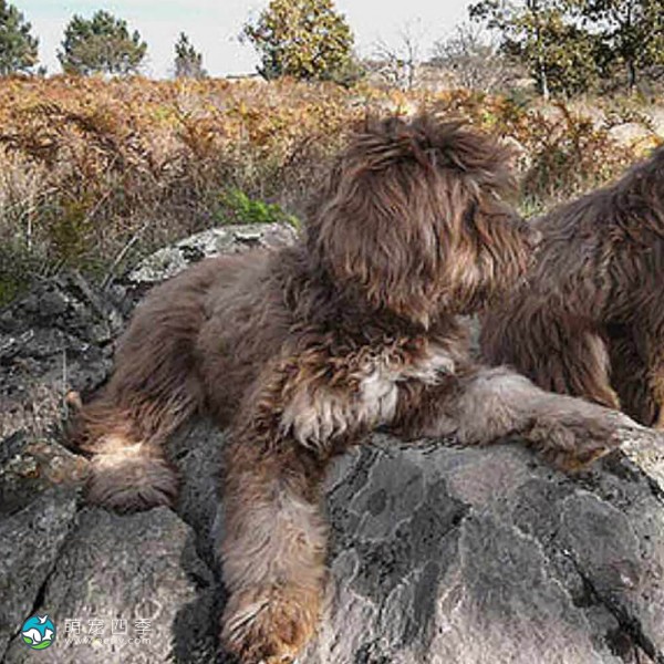 葡萄牙牧羊犬-1