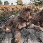 葡萄牙牧羊犬-缩略图-1