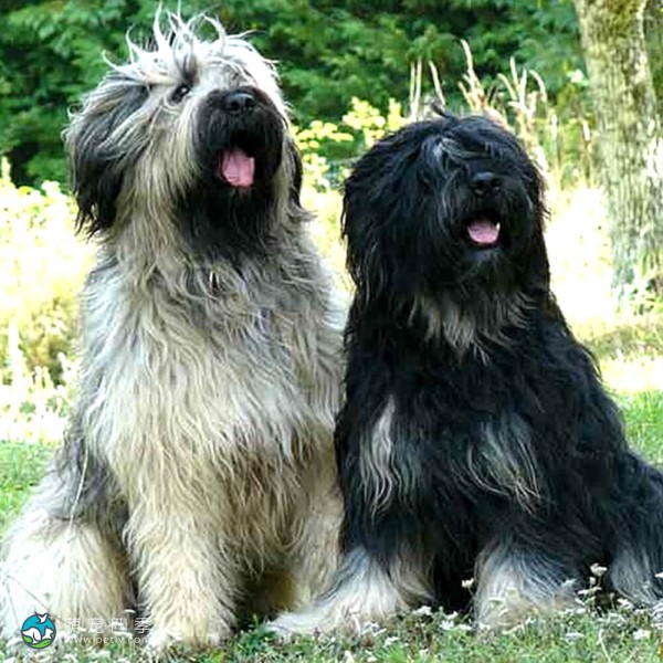 葡萄牙牧羊犬-2