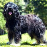 葡萄牙牧羊犬-缩略图-3