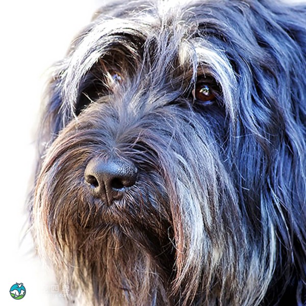 葡萄牙牧羊犬-4