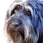 葡萄牙牧羊犬-缩略图-4