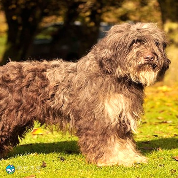 葡萄牙牧羊犬-5