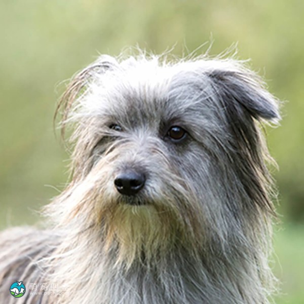 比利牛斯牧羊犬-1