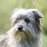 比利牛斯牧羊犬-缩略图-1