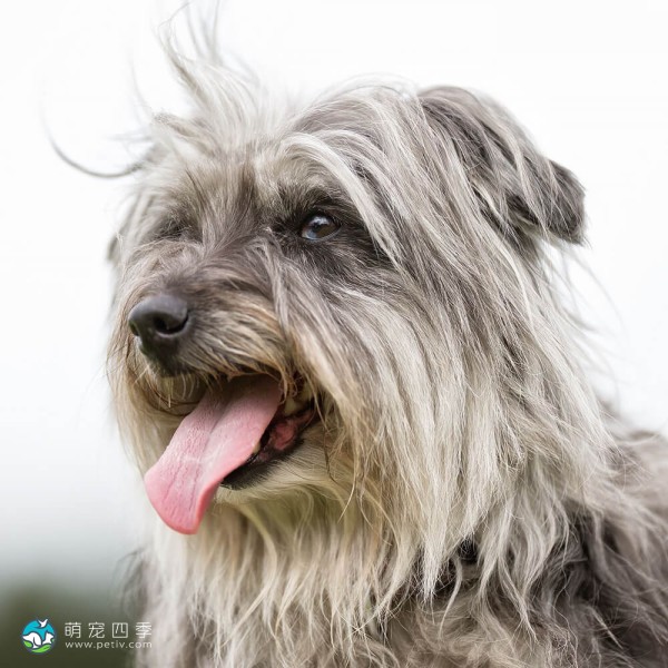 比利牛斯牧羊犬-2