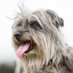 比利牛斯牧羊犬-缩略图-2