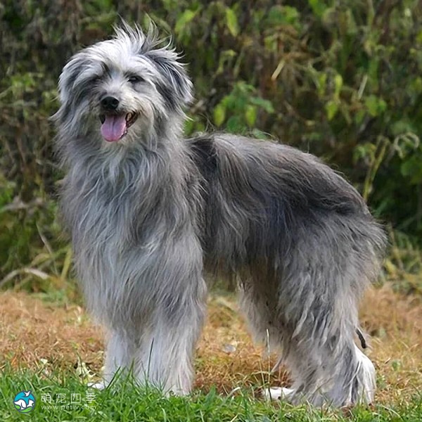 比利牛斯牧羊犬-3