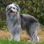 比利牛斯牧羊犬-缩略图-3