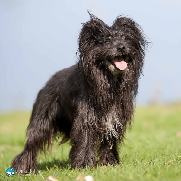 比利牛斯牧羊犬-4