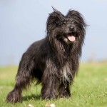 比利牛斯牧羊犬-缩略图-4