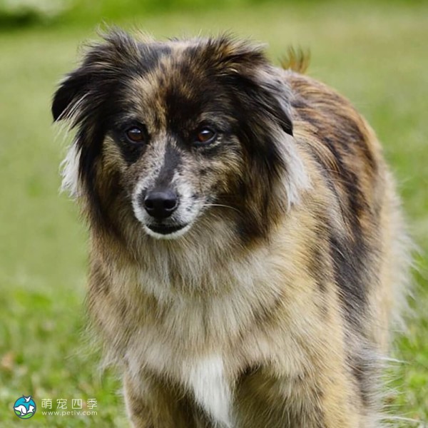 比利牛斯牧羊犬-5