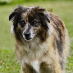 比利牛斯牧羊犬-缩略图-5