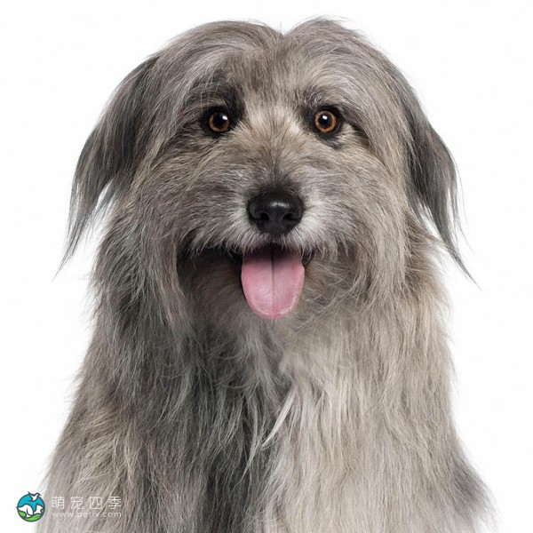 比利牛斯牧羊犬-6