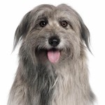 比利牛斯牧羊犬-缩略图-6