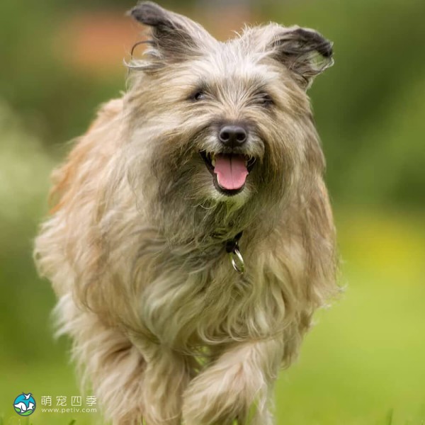 比利牛斯牧羊犬-7