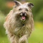 比利牛斯牧羊犬-缩略图-7