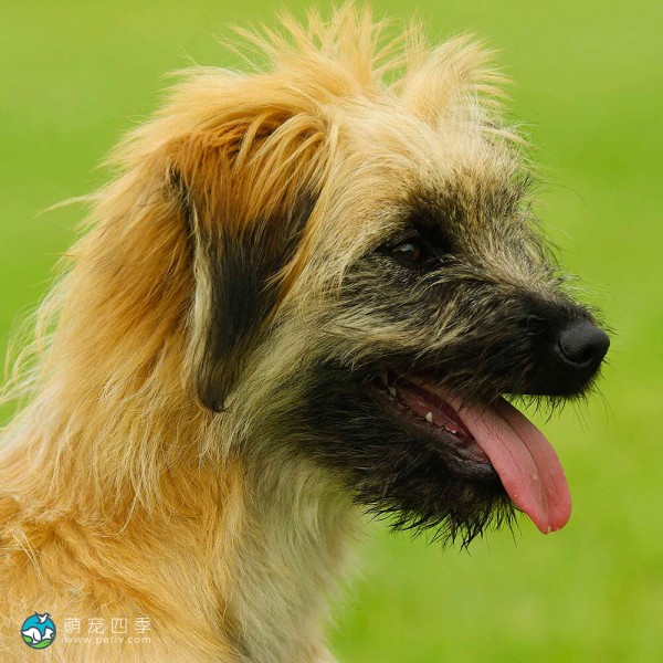 比利牛斯牧羊犬-8